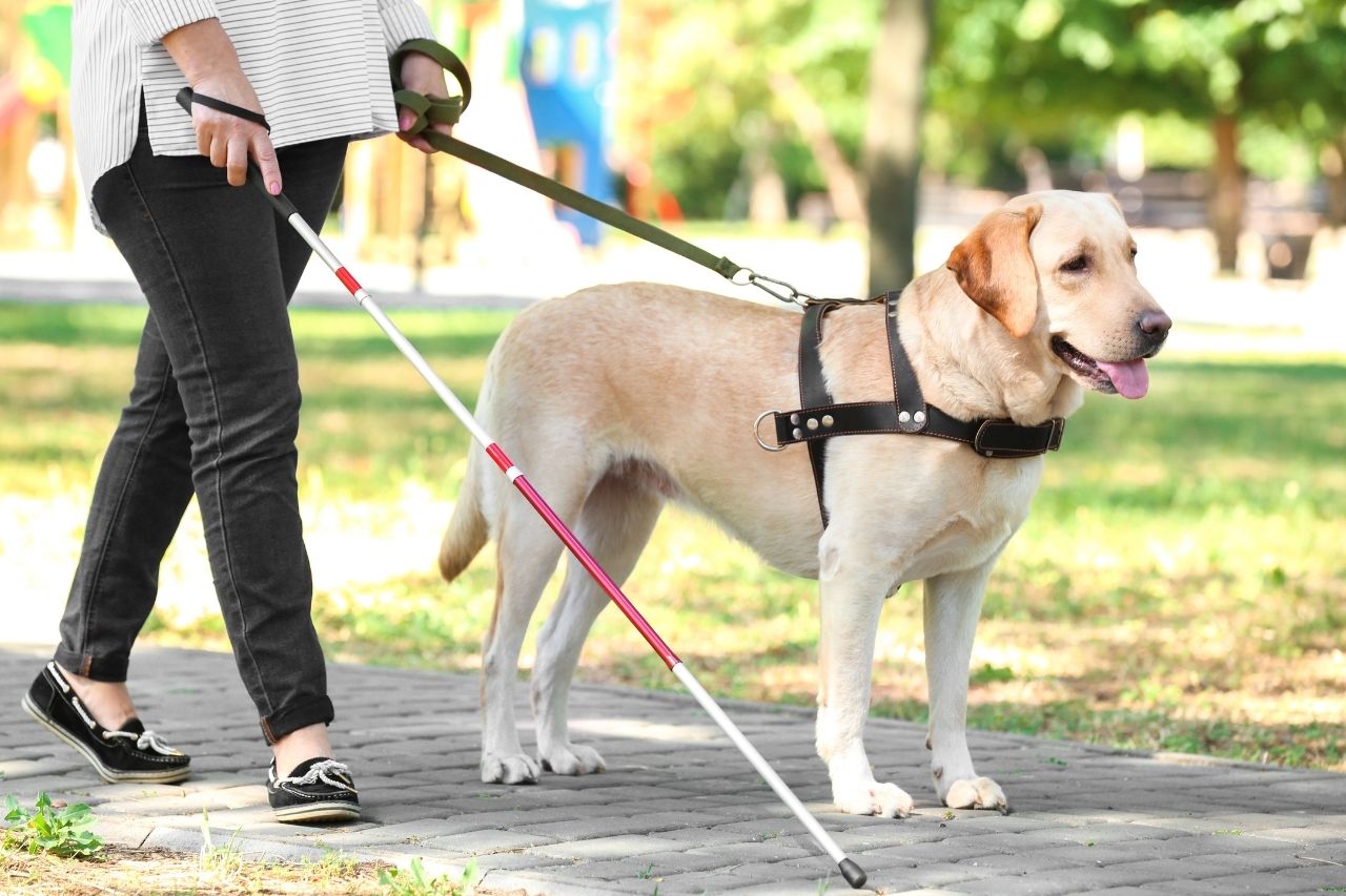 Pessoa caminhando com auxílio de bengala guia e um cão-guia Labrador.